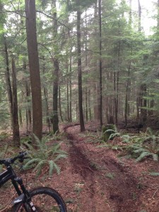 Getting through turns like this in the NW bike buddy train requires staying off the brakes too...